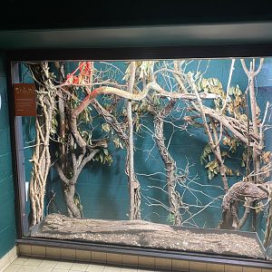 Narrow-striped mongoose enclosure 150725