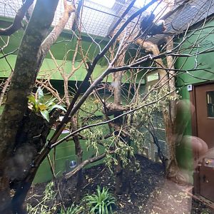 Indoors for Cottontop tamarin, Chacoan mara 150725