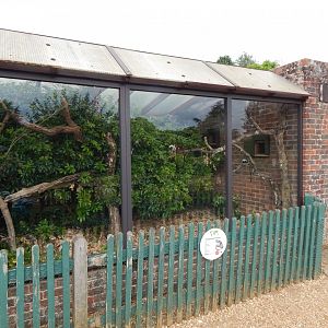 Cottontop tamarin enclosure 150725