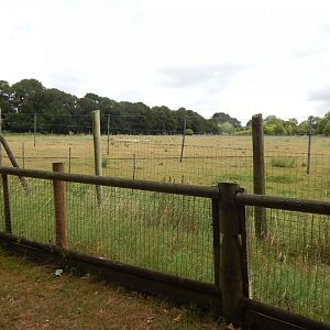 Hartmann's mountain zebra enclosure 150725