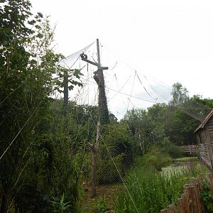 Life Among the Trees - Siamang enclosure 150725