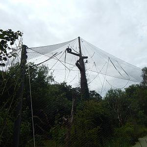 Life Among the Trees - Siamang enclosure 150725