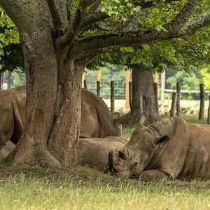 White rhinoceros : Whipsnade Zoo : 29 Jun 2025