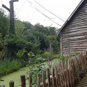 Life Among the Trees - Siamang enclosure 150725