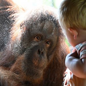 Tropical Forests - Bornean Orangutan