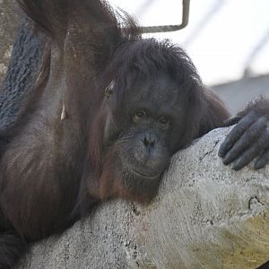 Tropical Forests - Bornean Orangutan