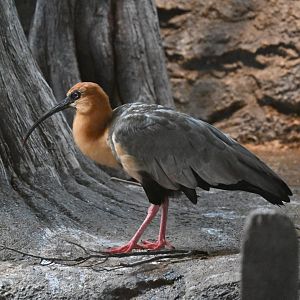 The Swamp - Black-faced ibis