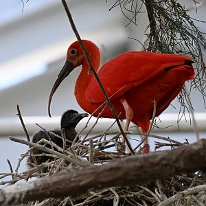 The Swamp - Scarlet ibis and chick