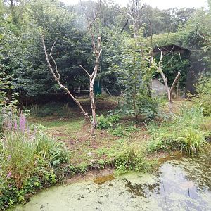 Life Among the Trees - Siamang enclosure 150725