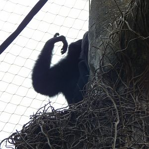 Life Among the Trees - Siamang 150725