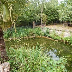 Life Among the Trees - Asian small-clawed otter enclosure 150725