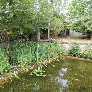 Life Among the Trees - Asian small-clawed otter enclosure 150725