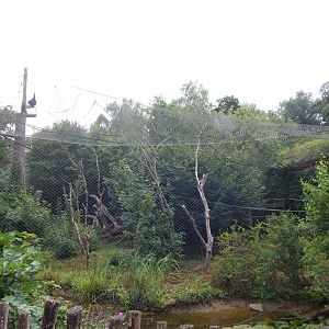 Life Among the Trees - Siamang enclosure 150725