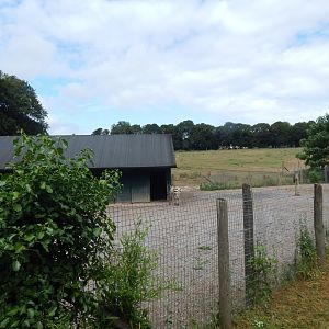 Hartmann's mountain zebra enclosure 150725