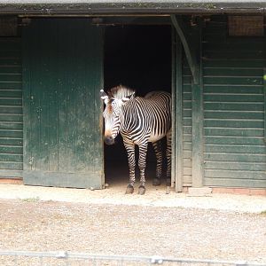 Hartmann's mountain zebra 150725
