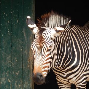 Hartmann's mountain zebra 150725