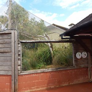 Enclosure for Swift parrot, Long-nosed potoroo 150725