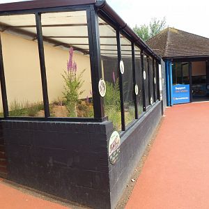 Western sand lizard enclosure 150725