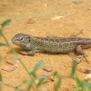 Western sand lizard 150725