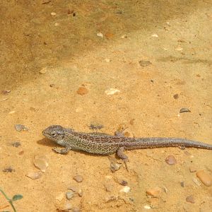 Western sand lizard 150725