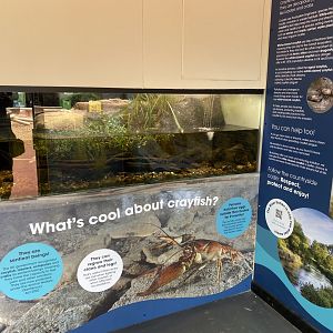 White-clawed crayfish exhibit 150725