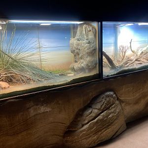 Cold Blooded Corner 150725