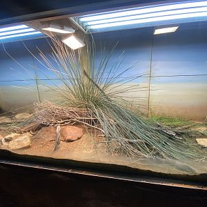 Exhibit for Green toad, Ocellated skink, Egyptian tortoise 150725