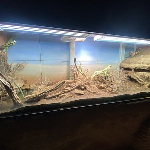 Gila monster exhibit 150725