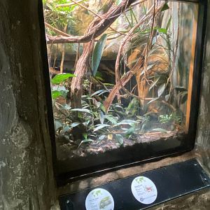 Emerald skink/Vampire crab exhibit 150725