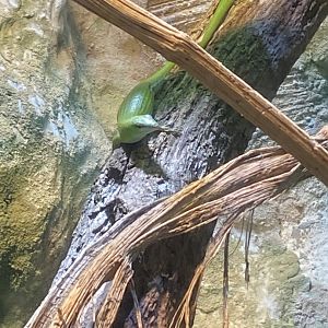 Emerald skink 150725