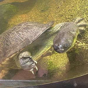 McCord’s snake-necked turtle 150725