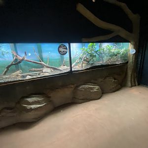 Royal python exhibit 150725