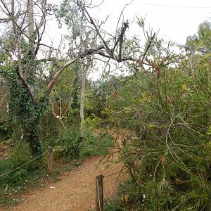 Australian Aviary 150725