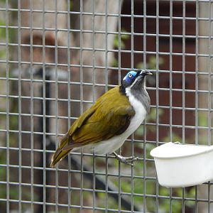 Blue-faced honeyeater 150725