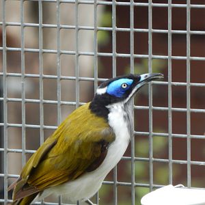 Blue-faced honeyeater 150725