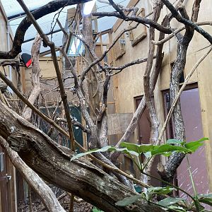 Indoors for Blue-faced honeyeater/Bush thick-knee 150725