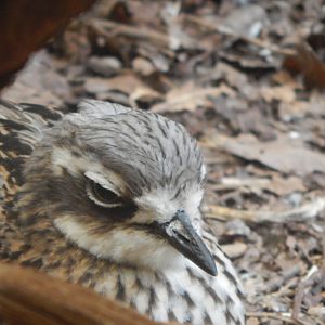 Bush thick-knee 150725