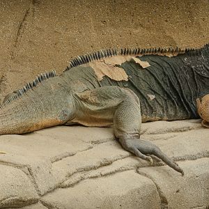 Rhinoceros iguana : Colchester Zoo : 17 Jul 2025