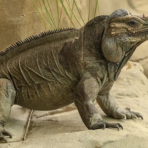 Rhinoceros iguana : Colchester Zoo : 17 Jul 2025