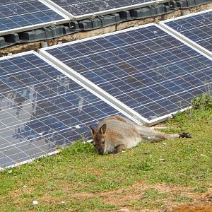 Solar-powered Red-necked wallaby 150725