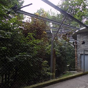 Common Raven aviary 9.7.25