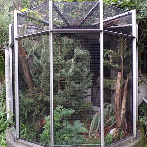 Common crossbill avairy 9.7.25