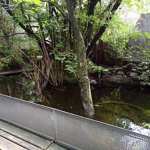 Mixed waterbird exhibit 9.7.25