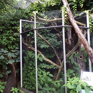 Lesser spotted woodpecker aviary 9.7.25