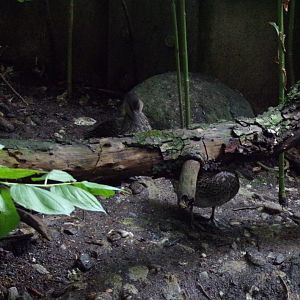European teal 9.7.25