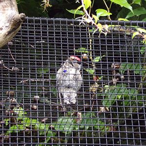 Lesser spotted woodpecker 9.7.25