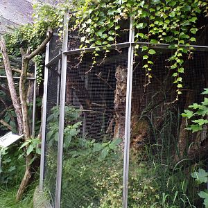 Lesser spotted woodpecker aviary 9.7.25