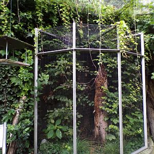 European nuthatch aviary 9.7.25