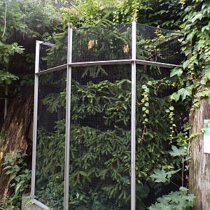 Goldcrest aviary Houses 9.7.25