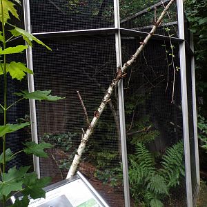 European bluetit aviary 9.7.25